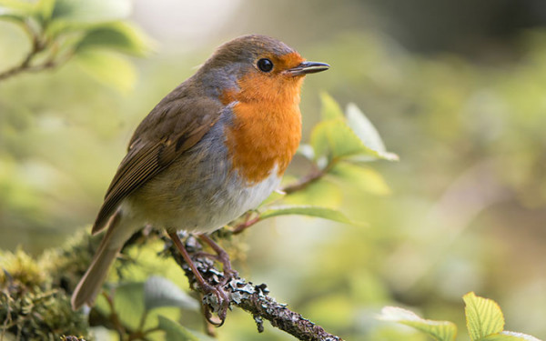 Robin-600x375.jpg