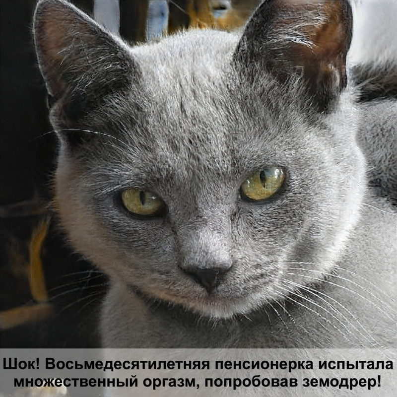 шотландская короткошерстная кошка