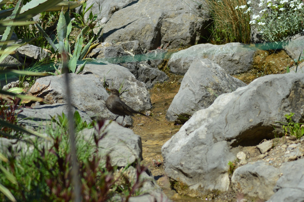 дрозд в камнях