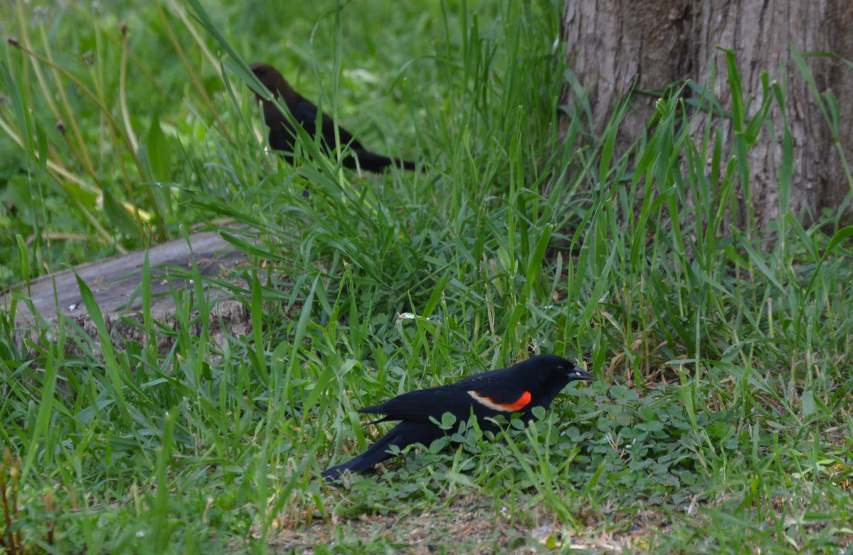 2021-5-6 Redwinged Blackbird (8)