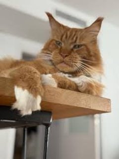 Максимилиан