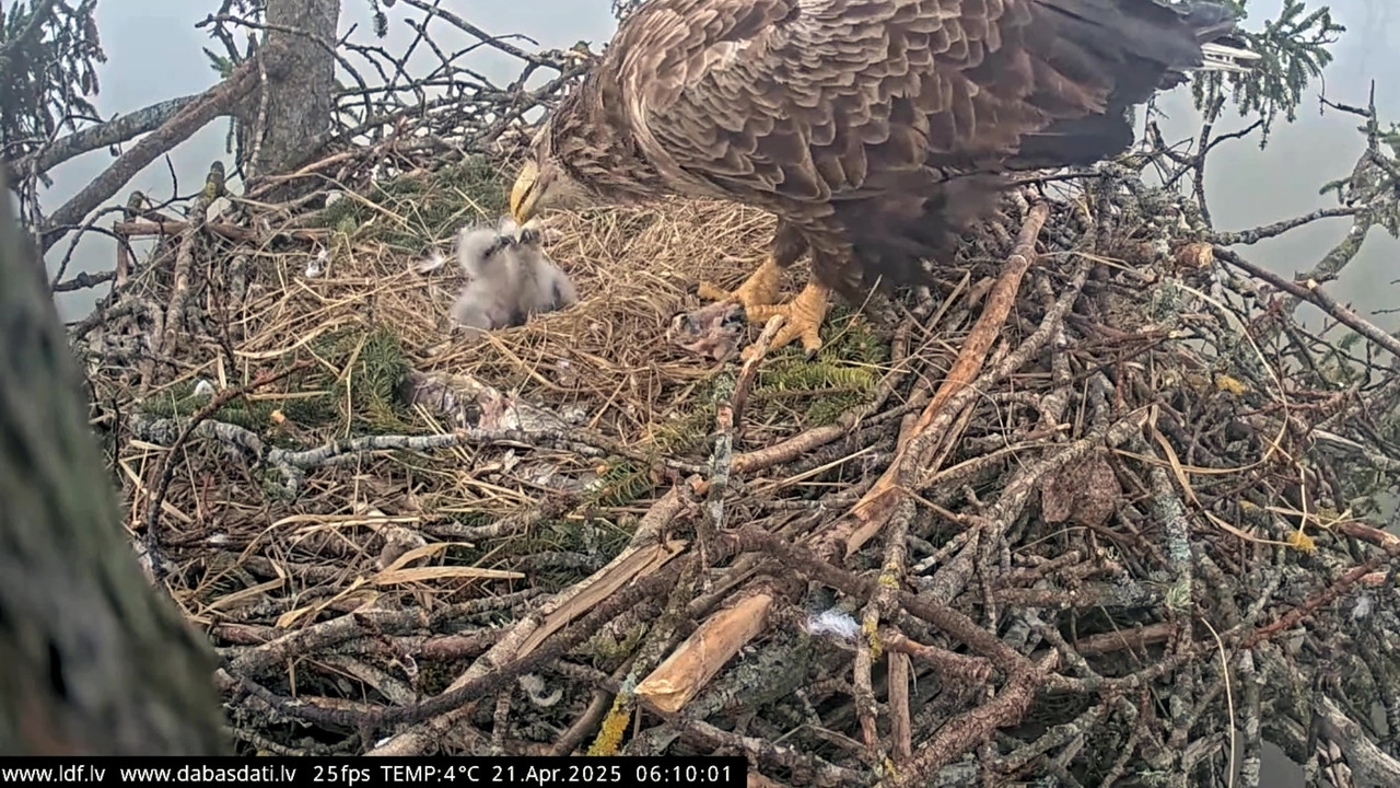 vlcsnap-2025-04-21-07h29m38s912