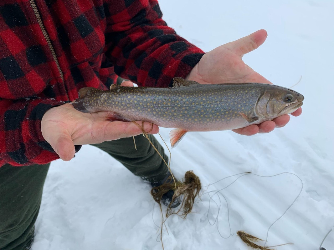 Brookie