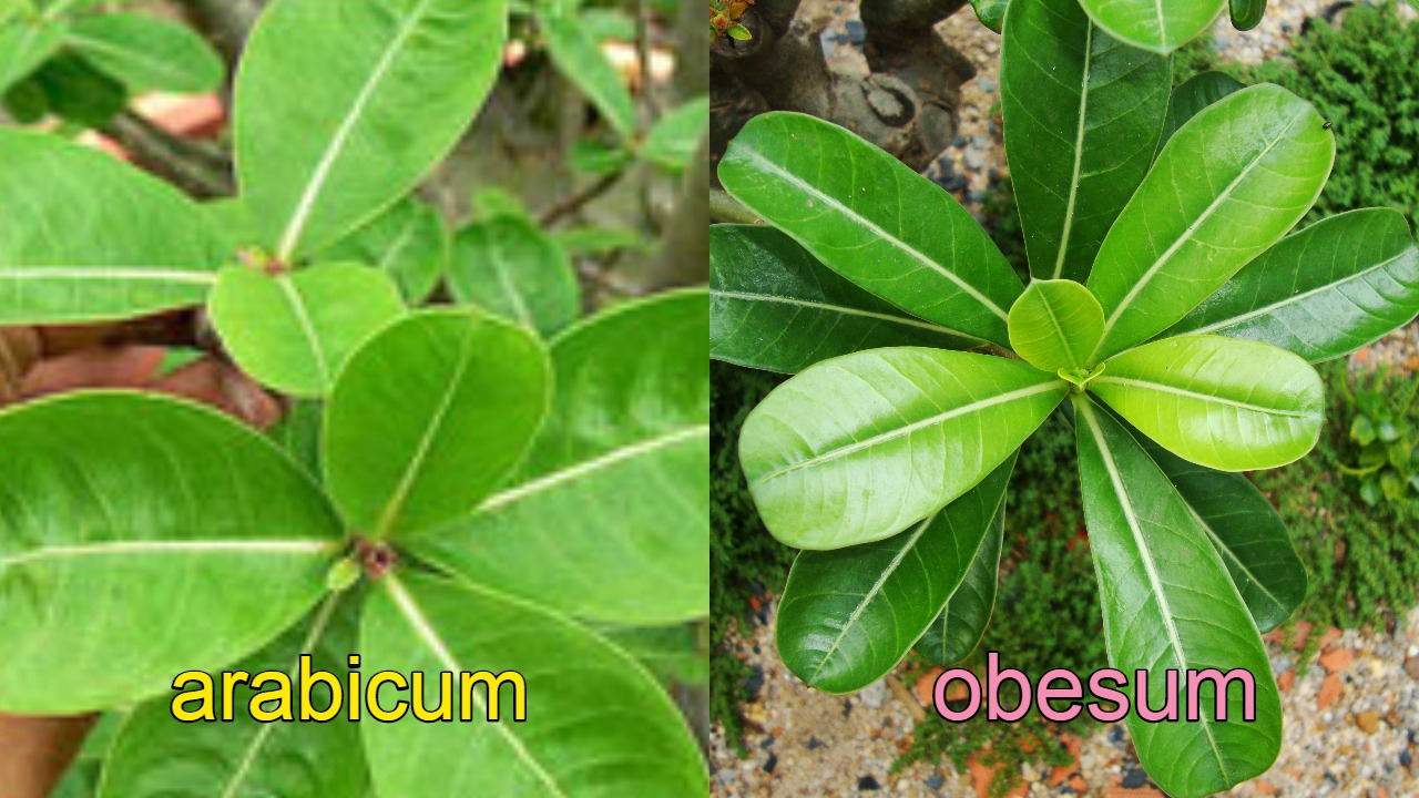 adenium-obesum-vs-arabicum-leaves-difference