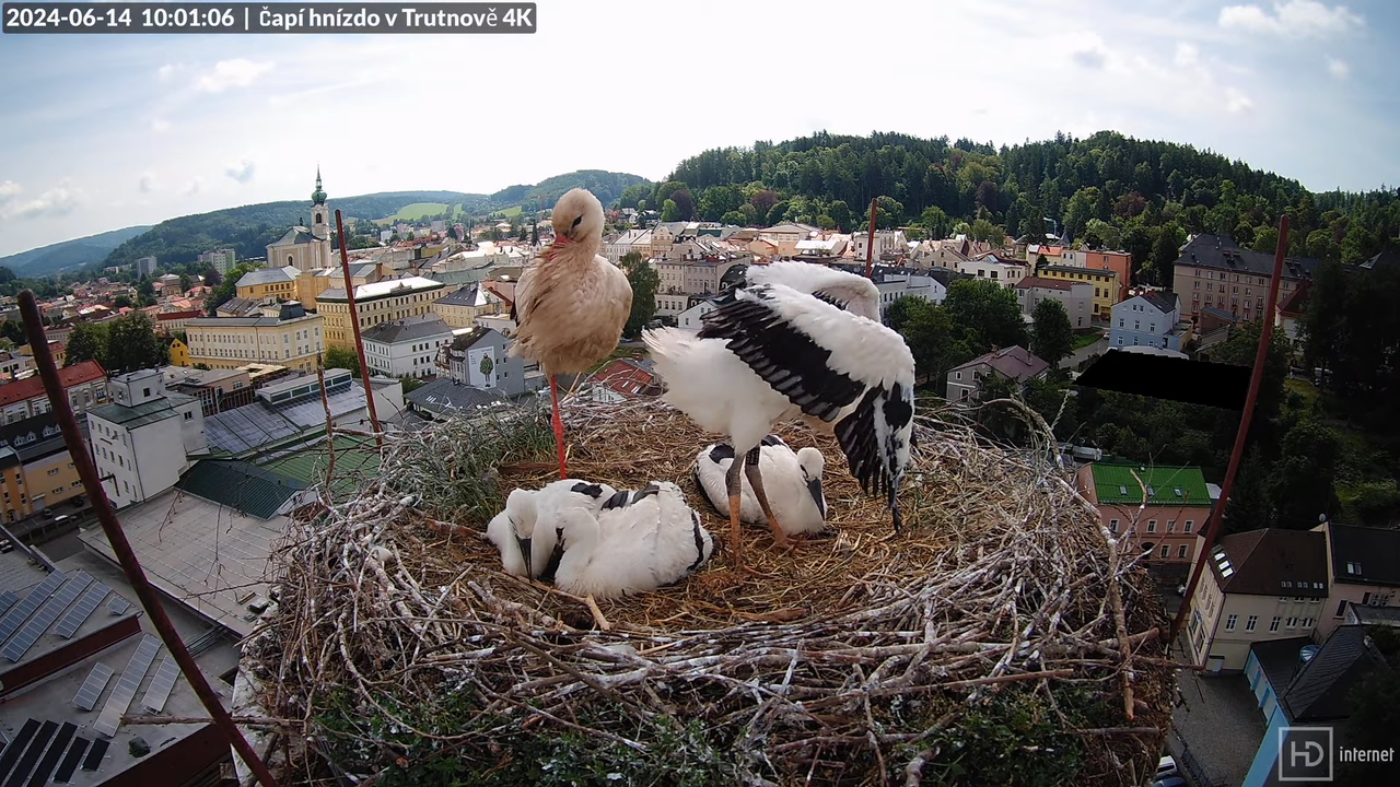 Tiešraidē no stārķa ligzdas uz alus darītavas skursteņa Trutnovā 7-4-16 screenshot