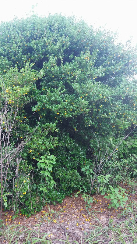 28340282_1847936561884148_963709383_o