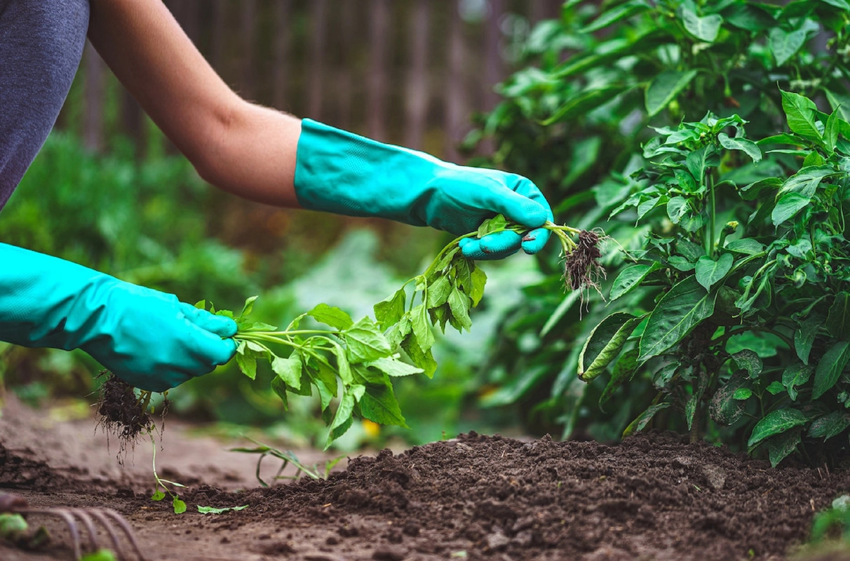 ¿Cómo eliminar las malas hierbas en forma casera? Aplica este tip de jardinería