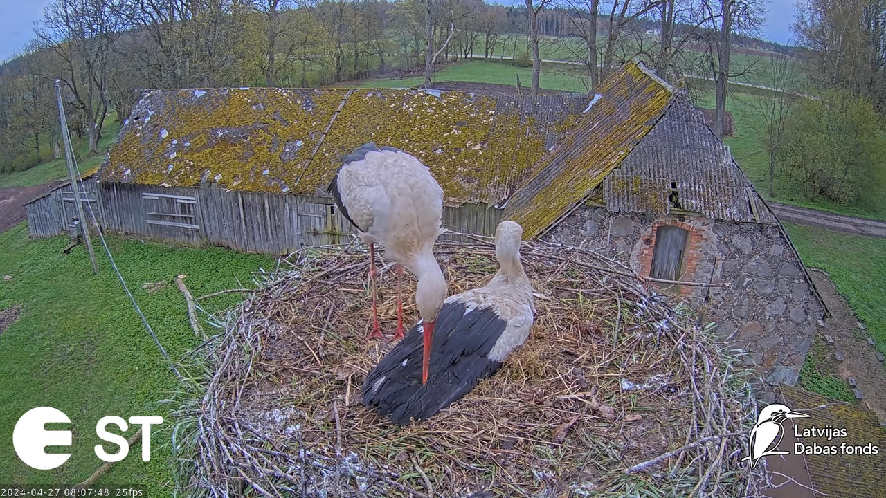 Baltie stārķi (Ciconia ciconia) Tukuma novadā - LDF tiešraide __ White storks in Tukums, Latvia 11-5