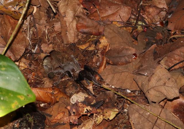 Singapur e Indonesia 2018 - Blogs de Indonesia - Borneo (P.N. Tanjung Puting) (20)