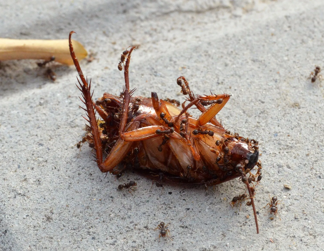 ¿Qué hacer para evitar cucarachas y hormigas en tiempo de calor?