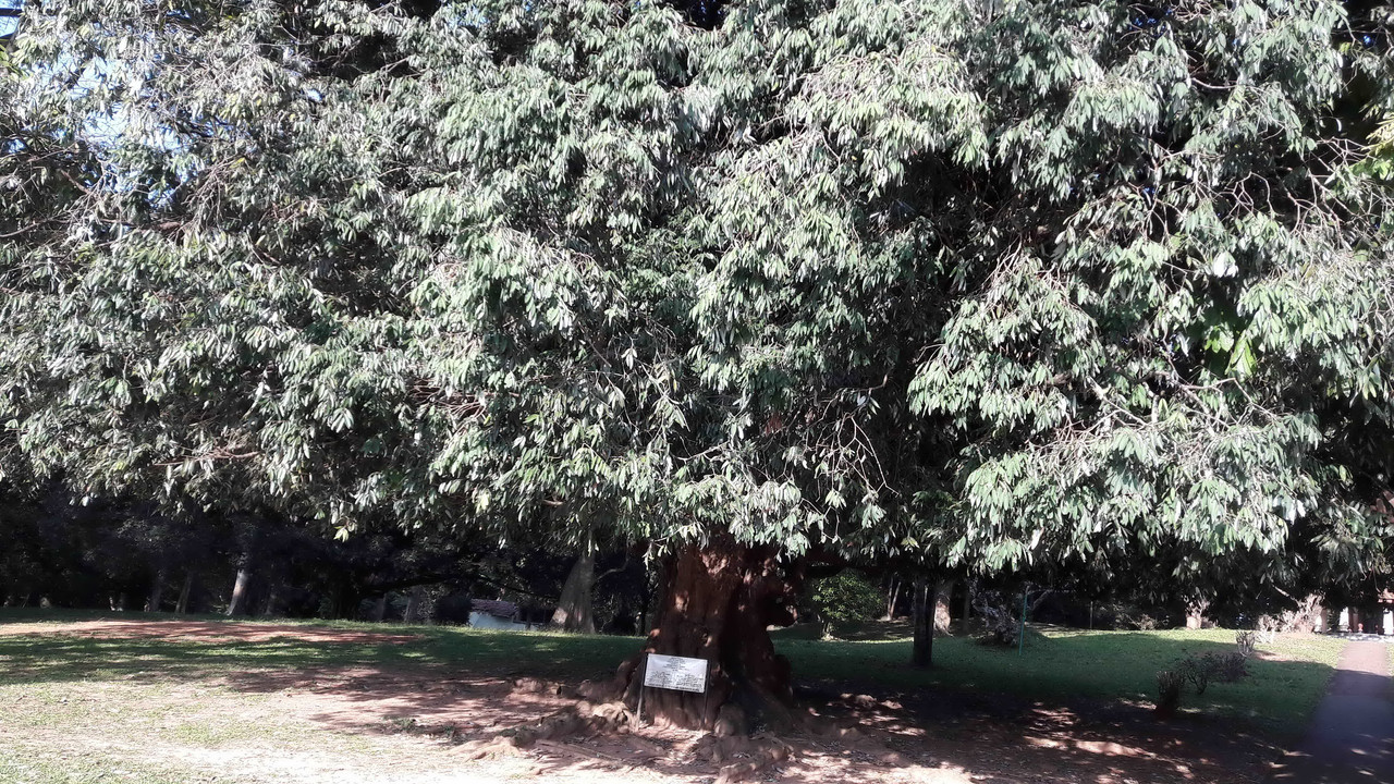 жел. дерево