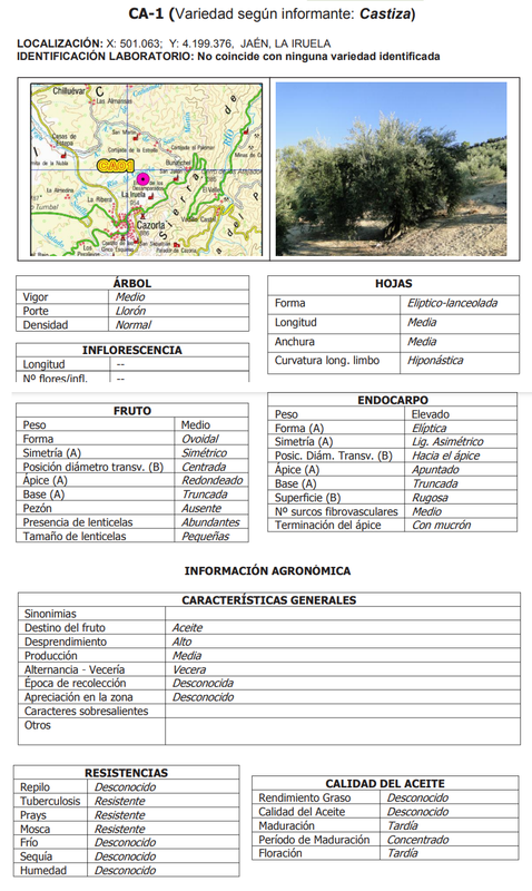 ¿Qué tipo de olivo es el Castizo? Castiza-Ja-n