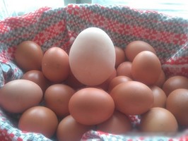 В Белоруссии курица снесла огромное яйцо