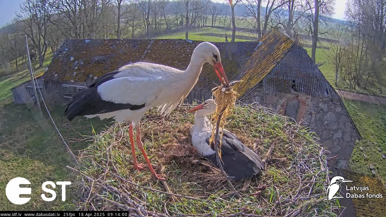 (22) Baltie stārķi (Ciconia ciconia) Tukuma novadā __ White storks in Tukums, Latvia - YouTube - 629