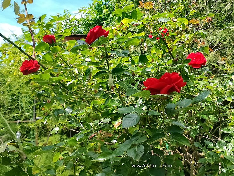 https://i.postimg.cc/5yGfJG1D/rozsa-20240501.jpg