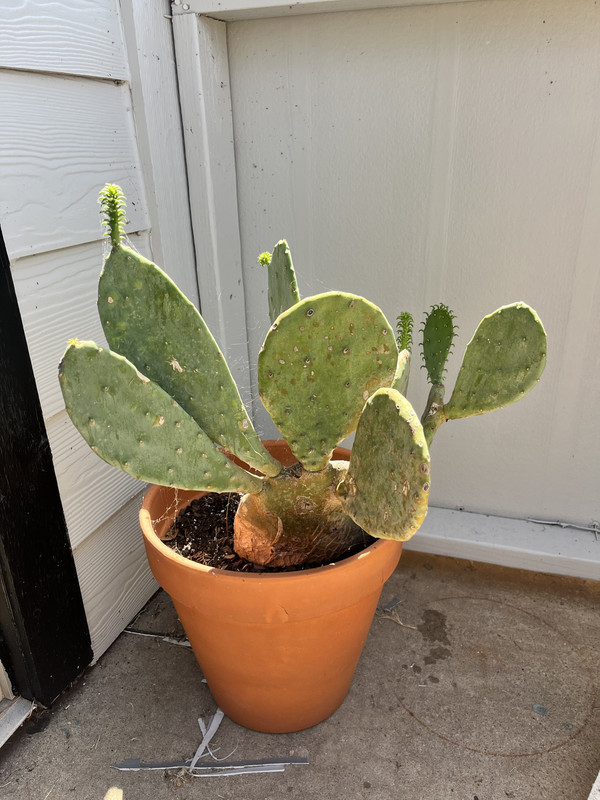 a spineless prickly pear cactus in a terracotta pot lit by the midday sun. it has four new pads growing which have small, cone-like leaves where spines would be