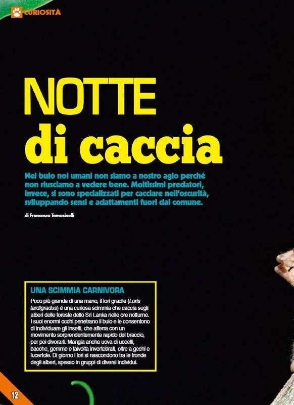 Foc Wil - Giu 2024 (1)