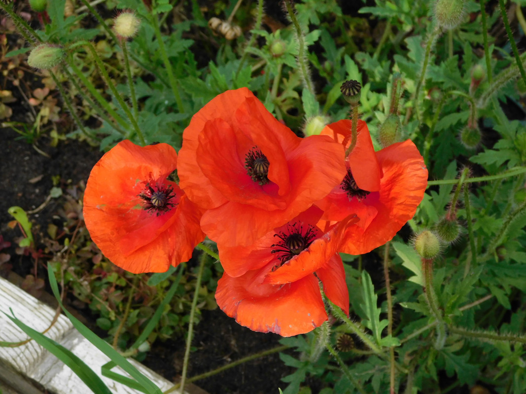 Дачное осеннее и продажа 019