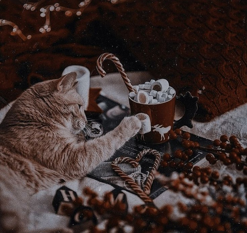 Screenshot_20231122_212304_Pinterest