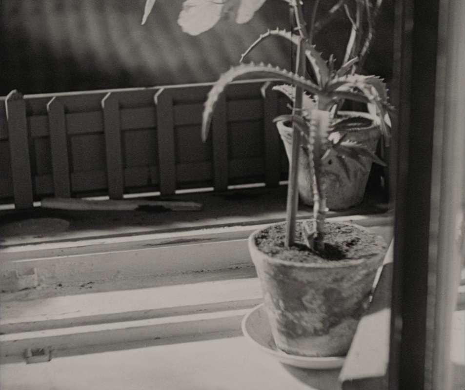 vlcsnap-2025-01-14-17h01m15s803