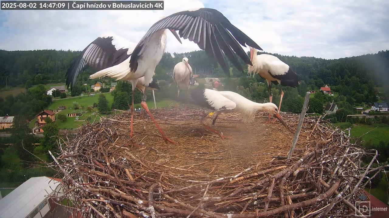 Živě z čapího komína firmy KARA v Bohuslavicích u Trutnova 12-31-43 screenshot