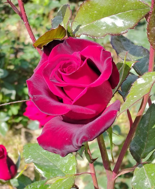 https://i.postimg.cc/5yKtYBKc/14-IMG-20230424-092835.jpg