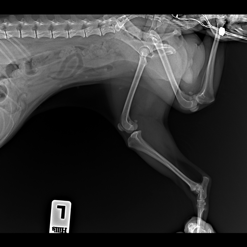 ВОРОНИН_СОБАКА_ДЖЕССИКА_Бедро-Бок_190257