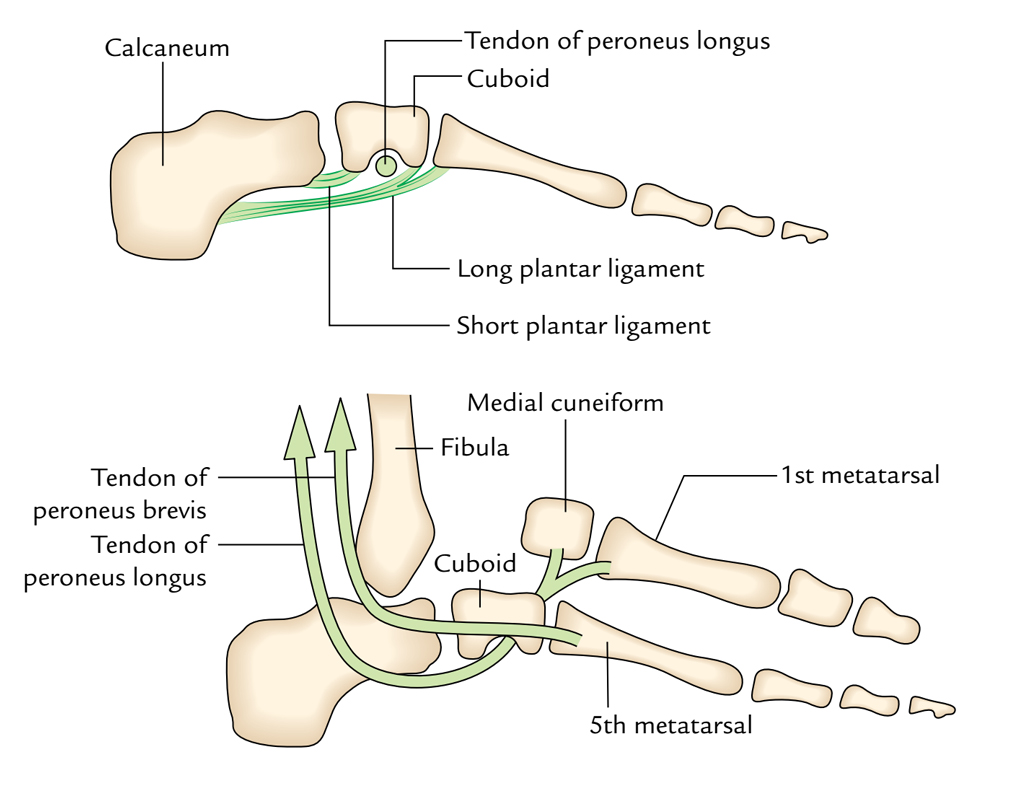 Variables keeping Lateral Logitudinar Arch