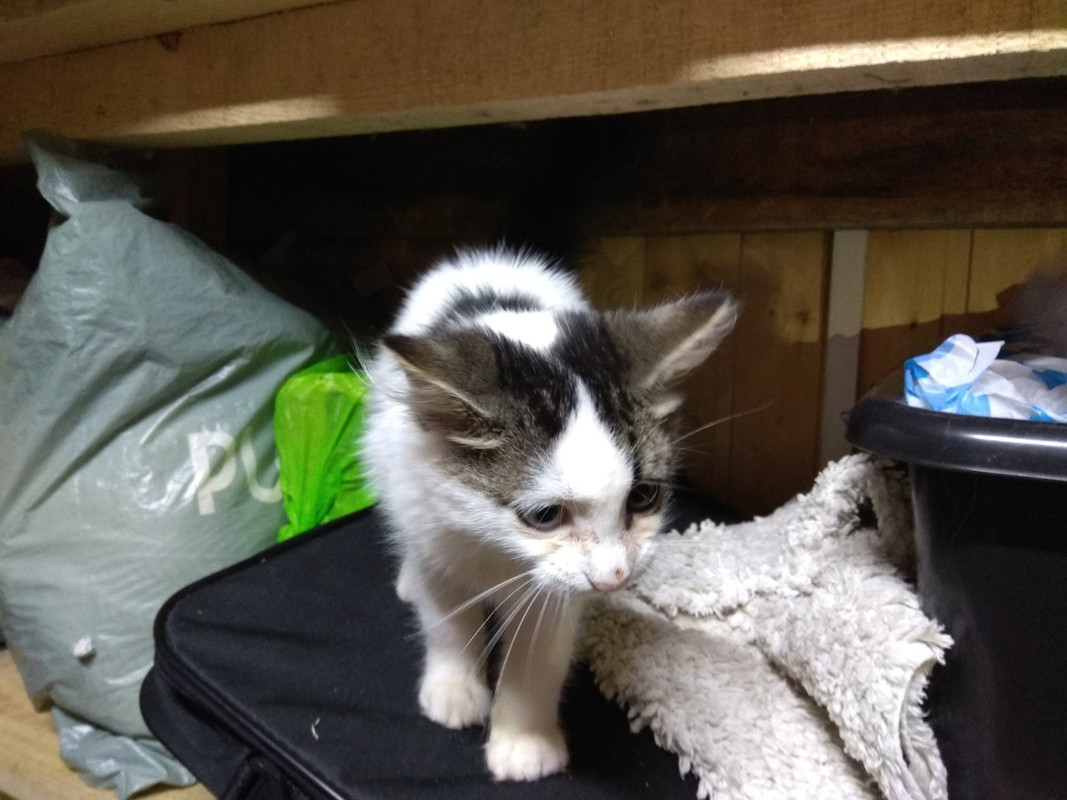 разноглазик2