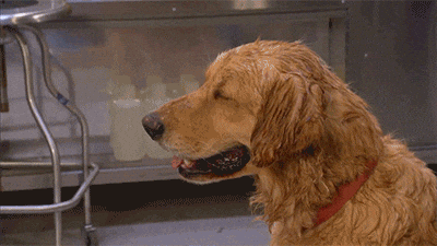 giphy_(20).gif