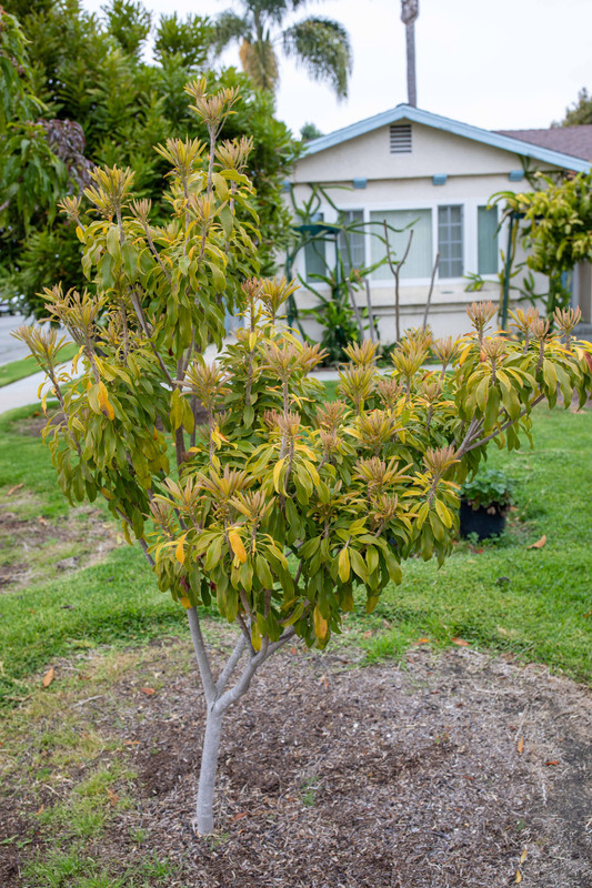 8U1A9962  Molix Sapodilla Tree with New Growth Underway (5-23-22)