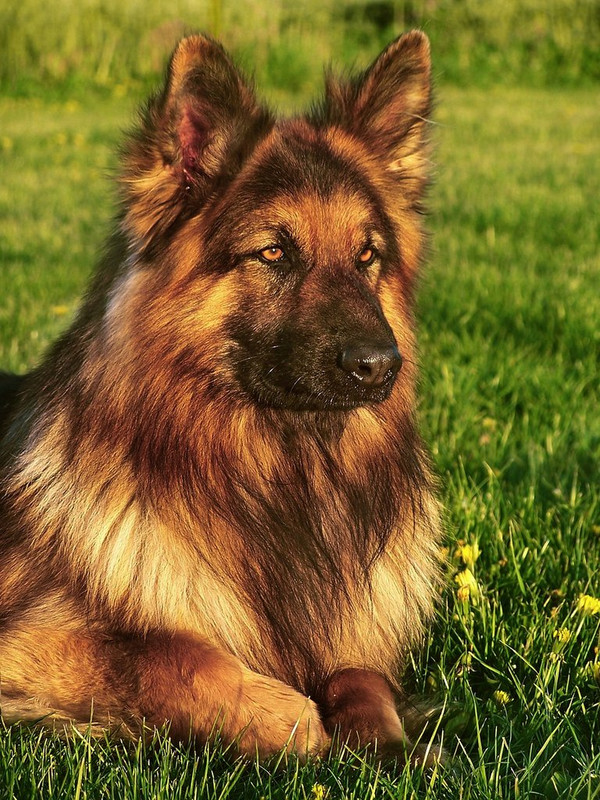 brown-dog-gs.jpg
