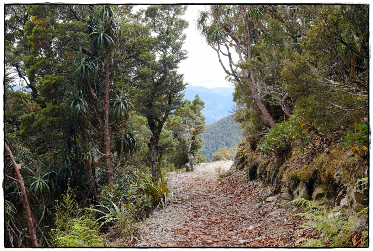 The Old Ghost Road (marzo 2024) - Escapadas y rutas por la Nueva Zelanda menos conocida (33)