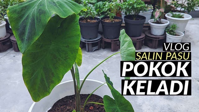 salin pasu pokok keladi