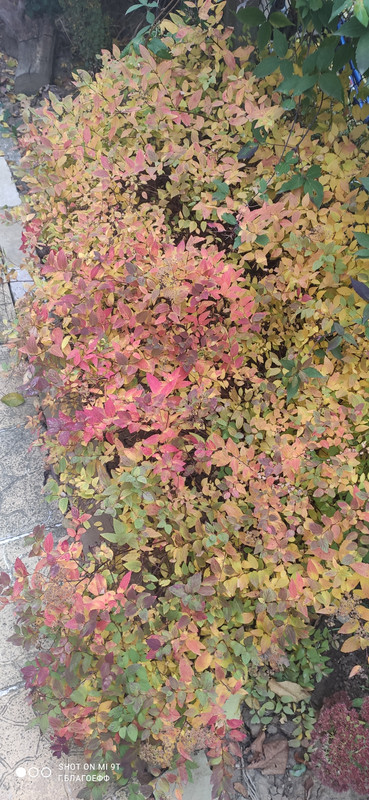 IMG_20201113_105219