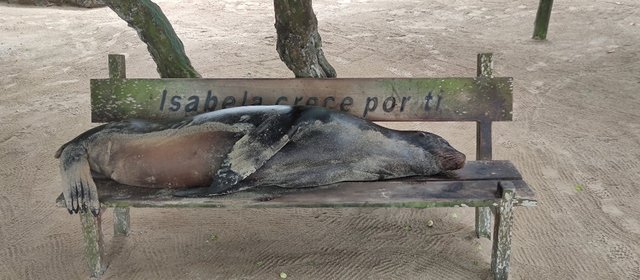 Galápagos 2022 - Blogs de Ecuador - Día 9 (27 de junio): Isabela (1)