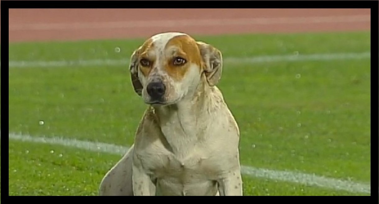 Perrita se quedó dormida en partido de futbol, cuando ingresó al campo se acostó