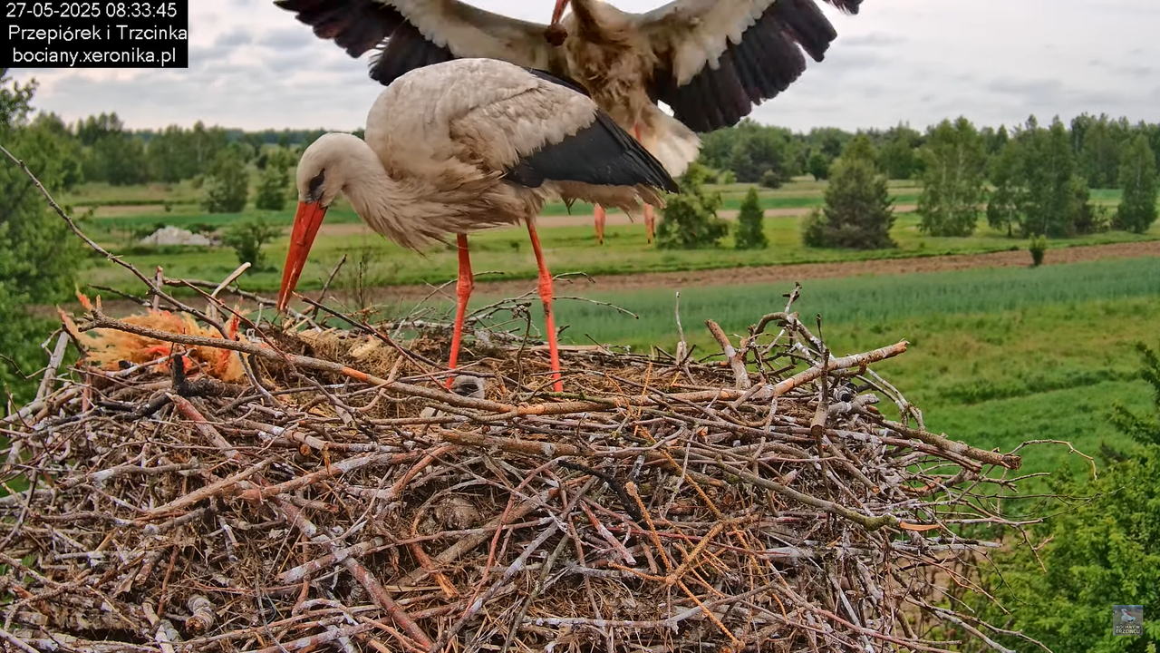 27052025bociany27