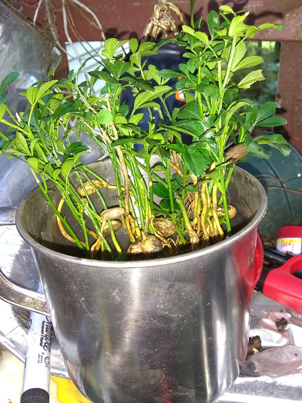 trifoliata seedlings remains