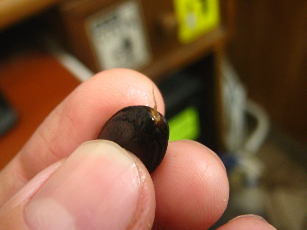 chirimoya_-la-salida-chile_2-20141011T103259