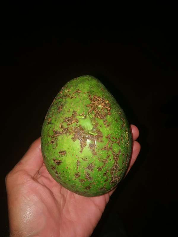 avocado disease 4