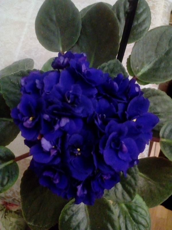 1500666226830-2055721630