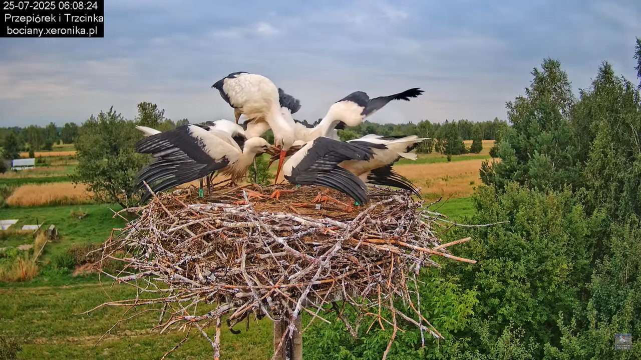 25072025bociany12
