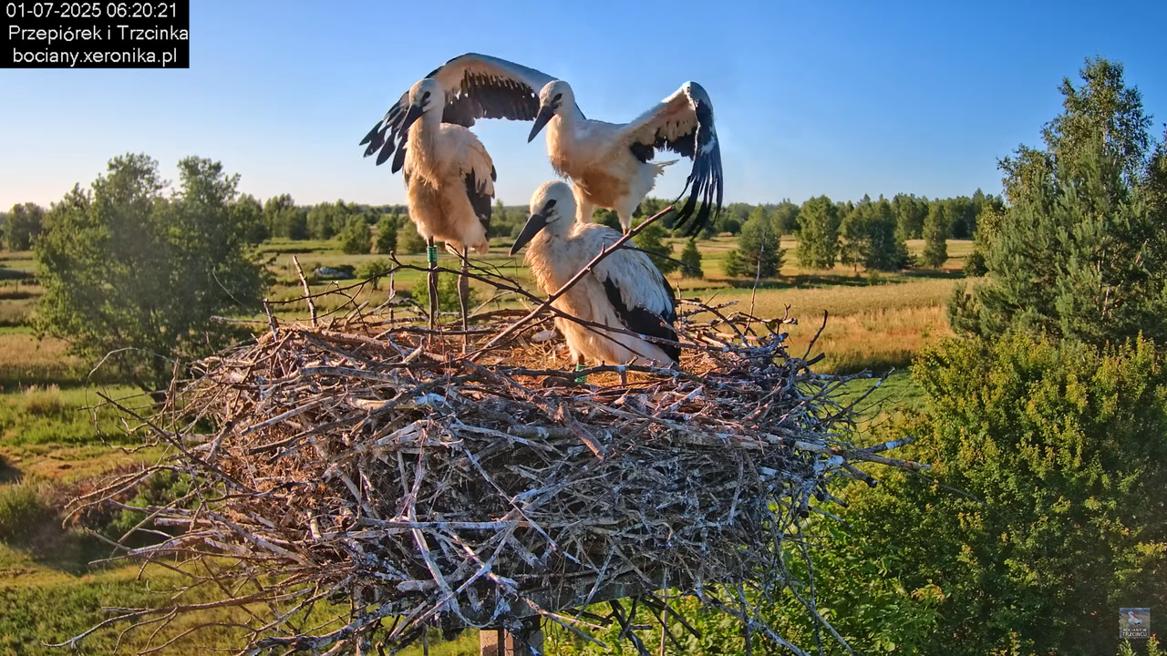 01072025bociany15