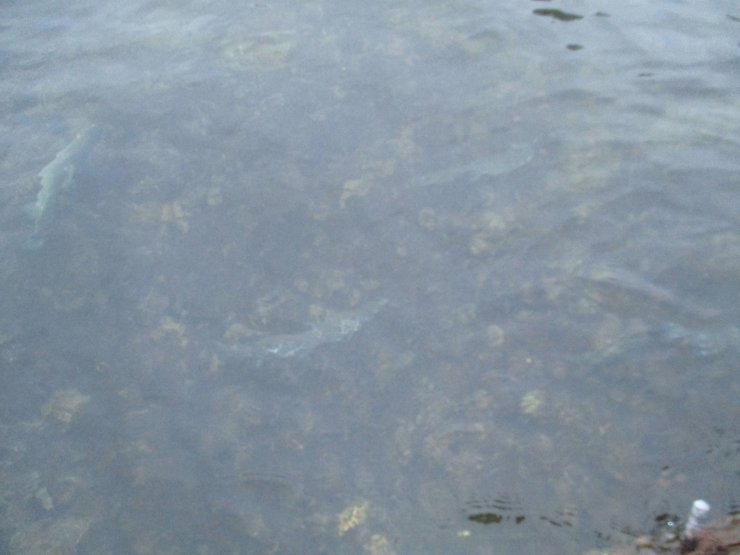 spawning salmon 003