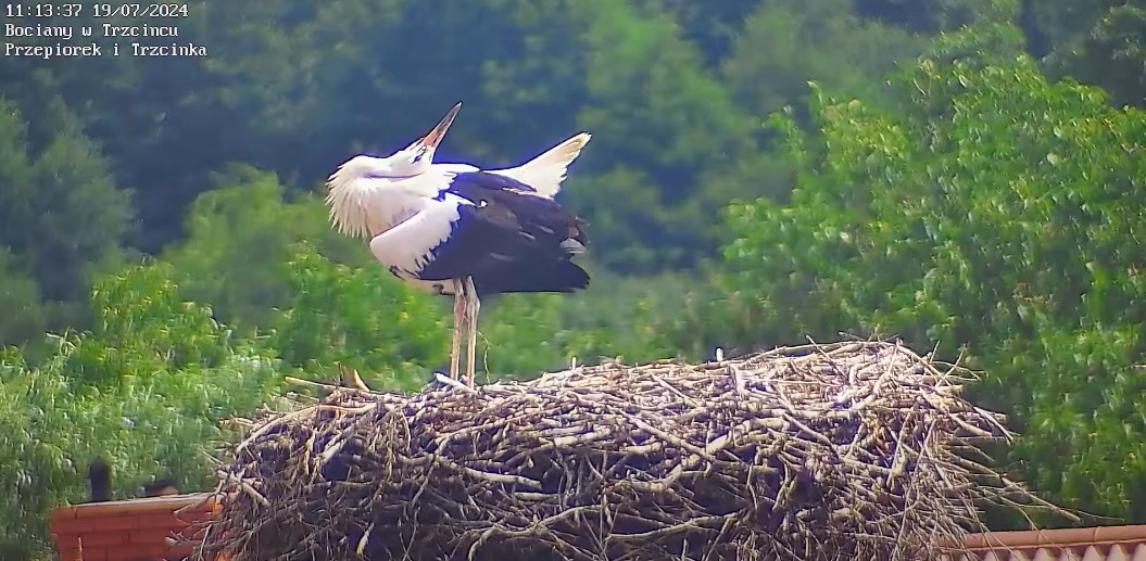 dzieciakbronigniazda