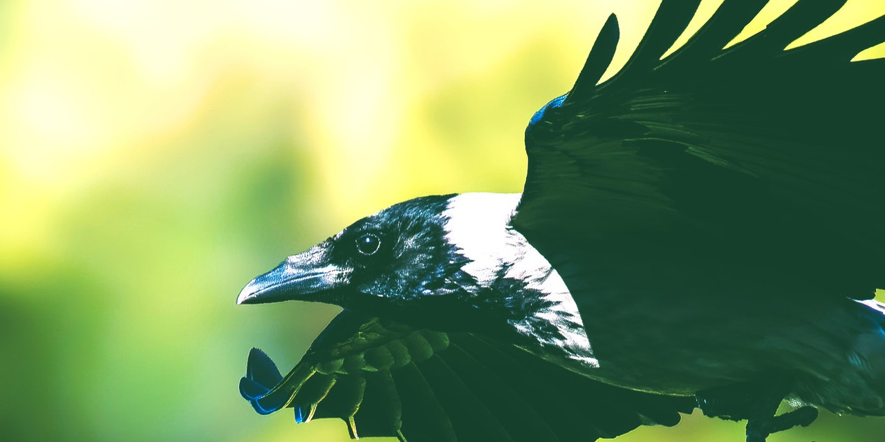 Hooded-Crow-The-Hall-of-Einar-1-2