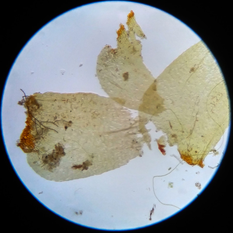 IMG 20250617 105545 HDR