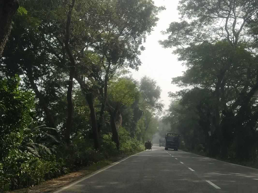 Бенгальский фьюжн с коровами на деревьях, или Бангладеш в обрамлении двух Индий