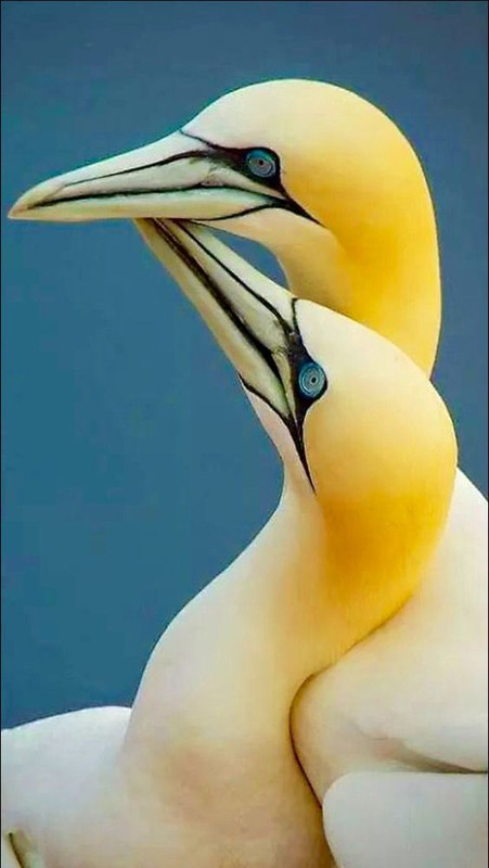 yellowcuddlebirds.jpg